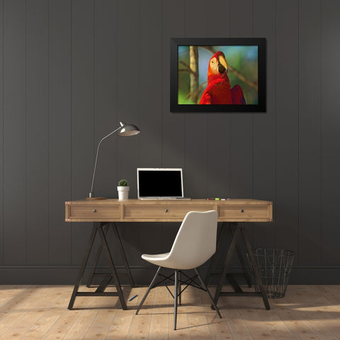 Scarlet Macaw Black Modern Wood Framed Art Print by Fitzharris, Tim