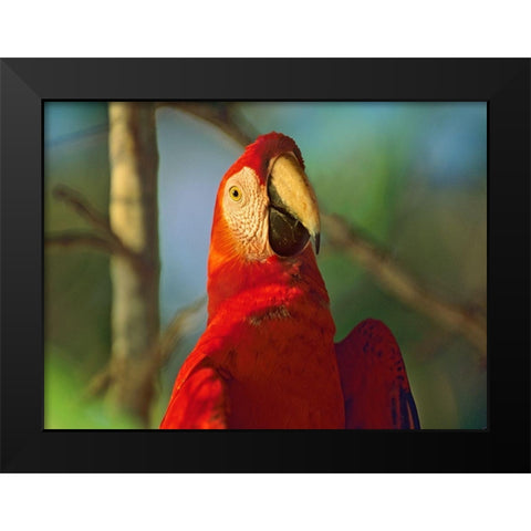 Scarlet Macaw Black Modern Wood Framed Art Print by Fitzharris, Tim