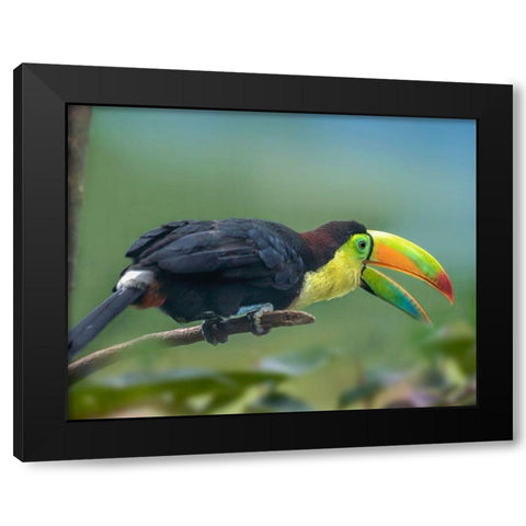 Keel-billed Toucan I Black Modern Wood Framed Art Print by Fitzharris, Tim