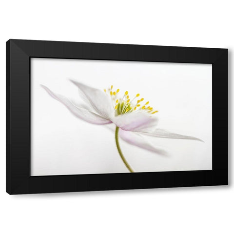 Nemorosa Black Modern Wood Framed Art Print by Disher, Mandy