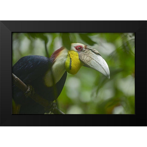 Wreathed Hornbill Malaysia III Black Modern Wood Framed Art Print by Fitzharris, Tim