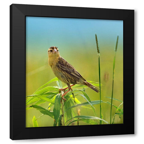 Bobolink Female in Summer Meadow I Black Modern Wood Framed Art Print with Double Matting by Fitzharris, Tim