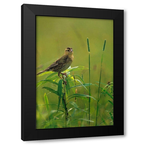 Bobolink Female in Summer Meadow II Black Modern Wood Framed Art Print with Double Matting by Fitzharris, Tim