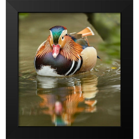 Mandarin Duck Male III Black Modern Wood Framed Art Print by Fitzharris, Tim