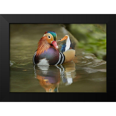 Mandarin Duck Male IV Black Modern Wood Framed Art Print by Fitzharris, Tim