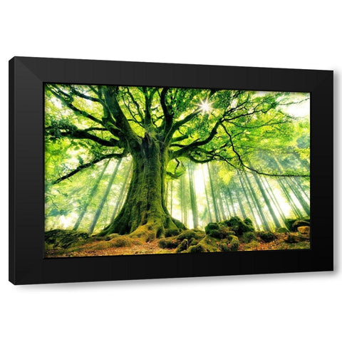 Ponthus Beech Black Modern Wood Framed Art Print by Kiciak, Christophe