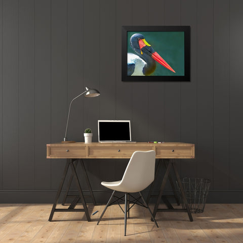 Saddle-billed Stork-Kenya II Black Modern Wood Framed Art Print by Fitzharris, Tim