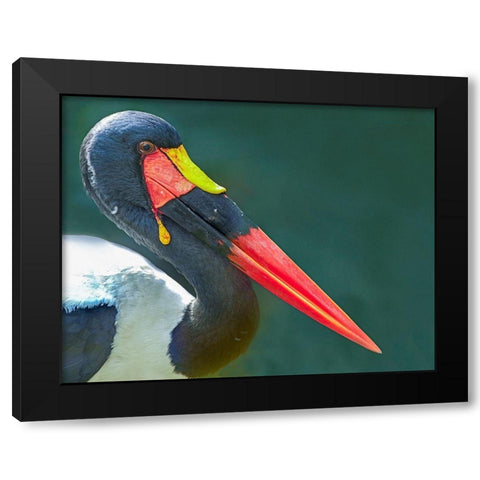 Saddle-billed Stork-Kenya II Black Modern Wood Framed Art Print with Double Matting by Fitzharris, Tim