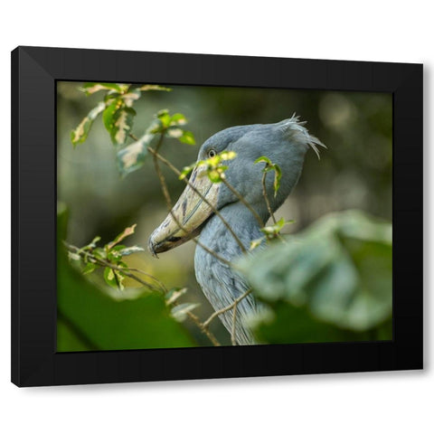 Shoe-billed Stork III Black Modern Wood Framed Art Print with Double Matting by Fitzharris, Tim