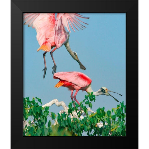 Roseate Spoonbills-HIgh Island-Texas USA Black Modern Wood Framed Art Print by Fitzharris, Tim