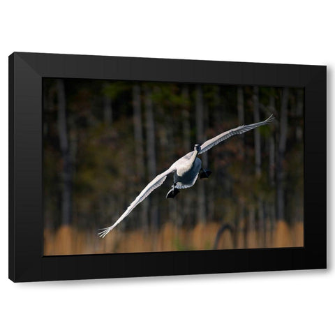 Trumpeter Swan-Arkansas I Black Modern Wood Framed Art Print by Fitzharris, Tim