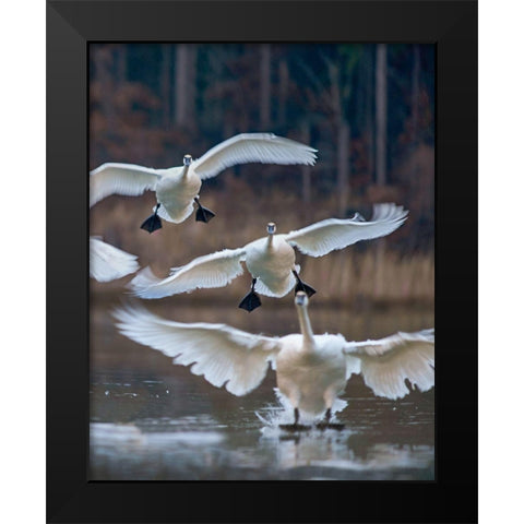 Trumpeter Swans Landing on Magness Lake-Arkansas II Black Modern Wood Framed Art Print by Fitzharris, Tim