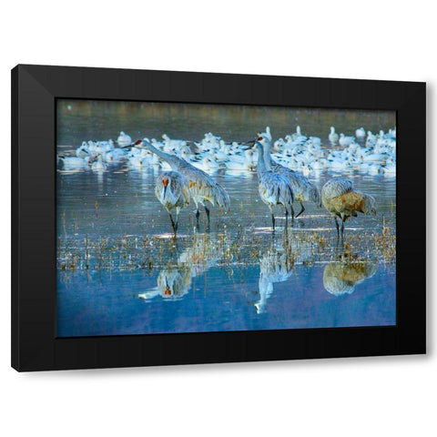 Sandhill Cranes-Bosque del Apache National Wildlife Refuge-New Mexico I Black Modern Wood Framed Art Print by Fitzharris, Tim