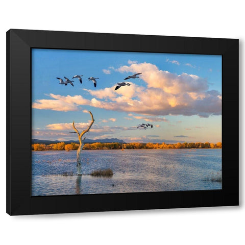 Snow Geese-Bosque del Apache National Wildlife Refuge-New Mexico II Black Modern Wood Framed Art Print with Double Matting by Fitzharris, Tim