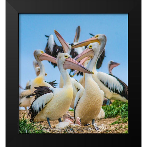 Australian Pelican Colony-Penguin Island-Australia I Black Modern Wood Framed Art Print by Fitzharris, Tim