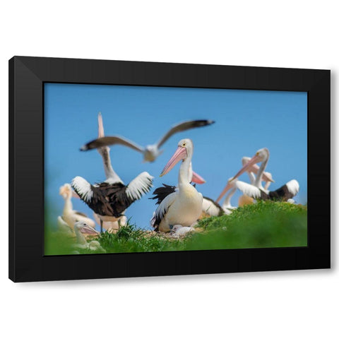 Australian Pelican Colony-Penguin Island-Australia II Black Modern Wood Framed Art Print with Double Matting by Fitzharris, Tim