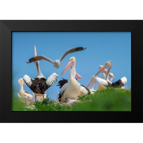 Australian Pelican Colony-Penguin Island-Australia II Black Modern Wood Framed Art Print by Fitzharris, Tim