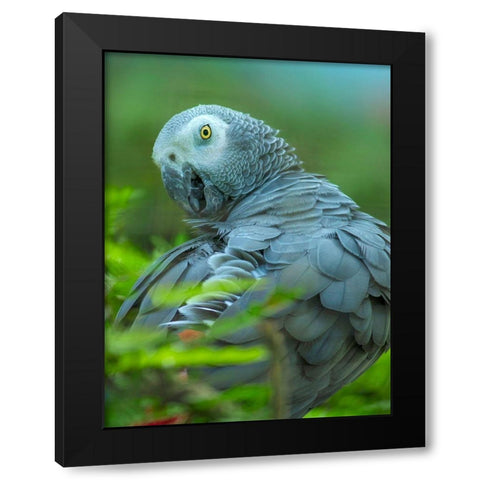 African Gray Parrot Portrait II Black Modern Wood Framed Art Print by Fitzharris, Tim