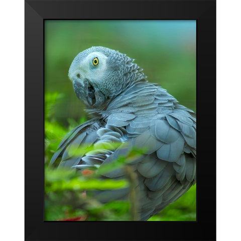 African Gray Parrot Portrait II Black Modern Wood Framed Art Print by Fitzharris, Tim