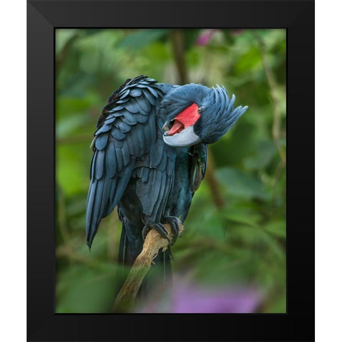 Black Palm Cockatoo-Indonesia Black Modern Wood Framed Art Print by Fitzharris, Tim
