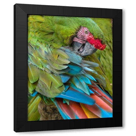 Blue Macaw Preening I Black Modern Wood Framed Art Print with Double Matting by Fitzharris, Tim