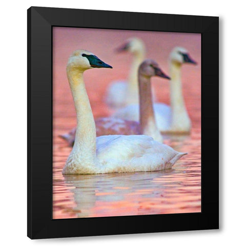 Trumpeter Swans at Twilight-Arkansas II Black Modern Wood Framed Art Print with Double Matting by Fitzharris, Tim