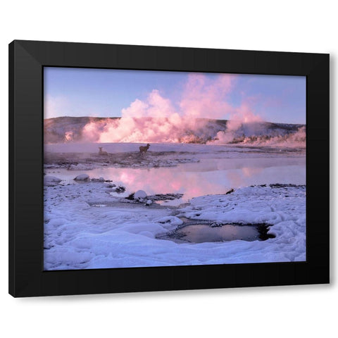 Elk in snow-Lower Geyser Basin-Yellowstone National Park-Wyoming Black Modern Wood Framed Art Print by Fitzharris, Tim