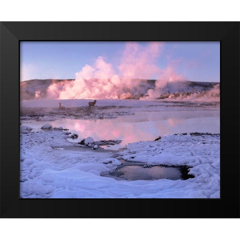 Elk in snow-Lower Geyser Basin-Yellowstone National Park-Wyoming Black Modern Wood Framed Art Print by Fitzharris, Tim