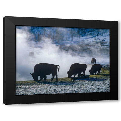 Bison at a Hot Spring-Yellowstone National Park-Wyoming Black Modern Wood Framed Art Print by Fitzharris, Tim