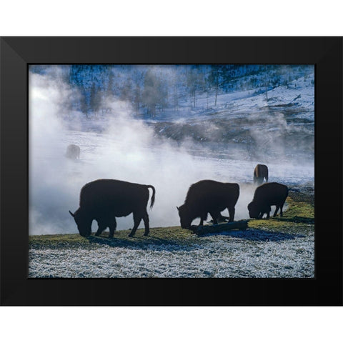 Bison at a Hot Spring-Yellowstone National Park-Wyoming Black Modern Wood Framed Art Print by Fitzharris, Tim