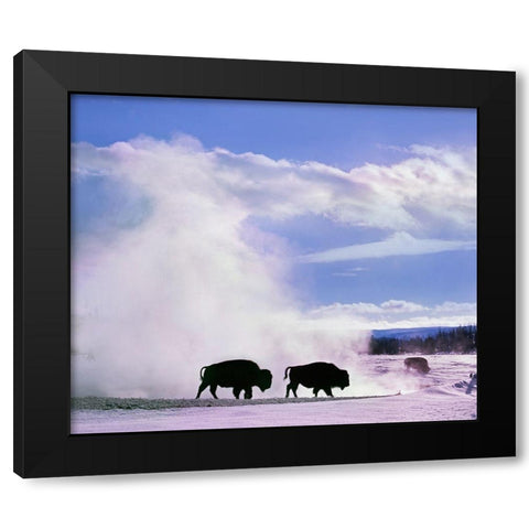 Bison at a Hot Spring-Yellowstone National Park-Wyoming Black Modern Wood Framed Art Print by Fitzharris, Tim