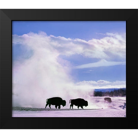 Bison at a Hot Spring-Yellowstone National Park-Wyoming Black Modern Wood Framed Art Print by Fitzharris, Tim