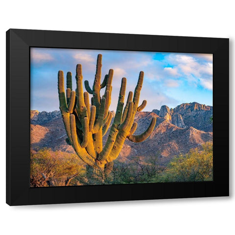 Santa Catalina Mountains-Catalina State Park-Arizona-USA Black Modern Wood Framed Art Print with Double Matting by Fitzharris, Tim