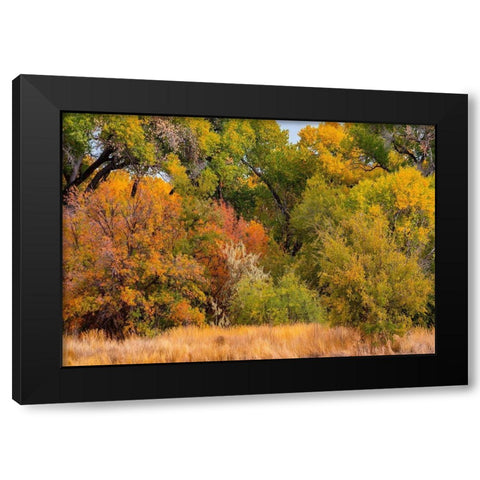 Verde River Valley Dead Horse Ranch State Park Arizona USA Black Modern Wood Framed Art Print with Double Matting by Fitzharris, Tim