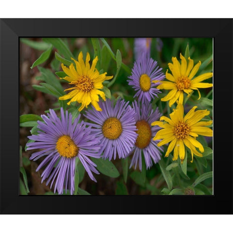 Mountain Daises and Alpine Sunflowers Black Modern Wood Framed Art Print by Fitzharris, Tim