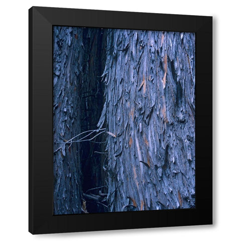 Yellow Cedar Trunks Black Modern Wood Framed Art Print with Double Matting by Fitzharris, Tim