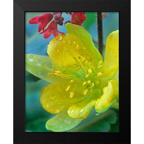 Yellow Columbine and Coral Bells Black Modern Wood Framed Art Print by Fitzharris, Tim