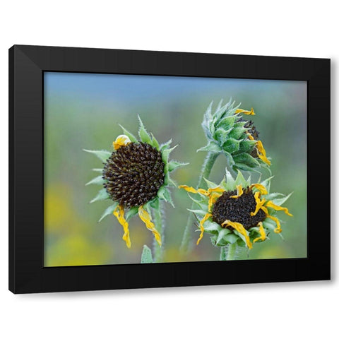 Prairie Sunflowers III  Black Modern Wood Framed Art Print with Double Matting by Fitzharris, Tim