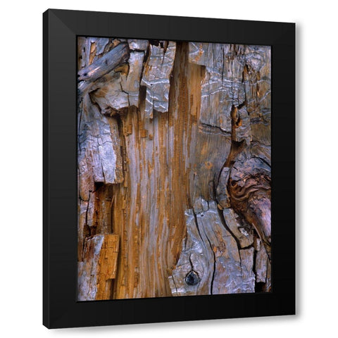 Yellow Cedar Trunk Black Modern Wood Framed Art Print with Double Matting by Fitzharris, Tim