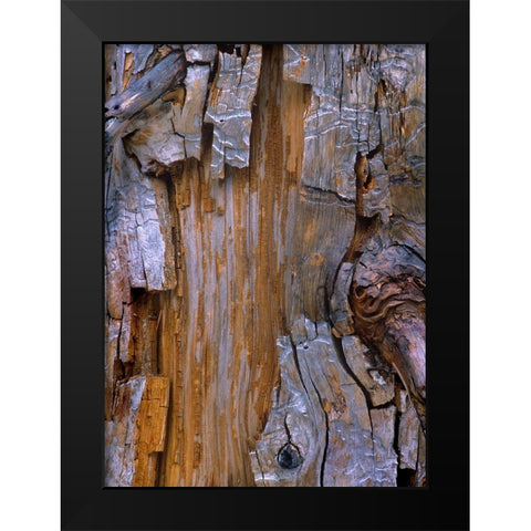 Yellow Cedar Trunk Black Modern Wood Framed Art Print by Fitzharris, Tim