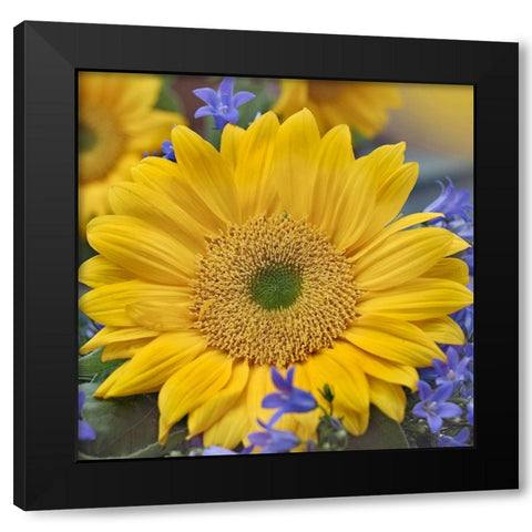Sunflowers  Black Modern Wood Framed Art Print with Double Matting by Fitzharris, Tim