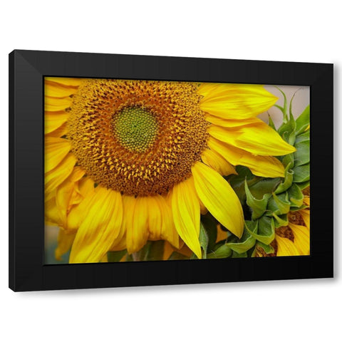 Sunflowers Black Modern Wood Framed Art Print with Double Matting by Fitzharris, Tim