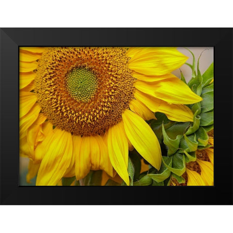 Sunflowers Black Modern Wood Framed Art Print by Fitzharris, Tim