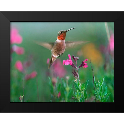 Ruby Throated Hummingbird Black Modern Wood Framed Art Print by Fitzharris, Tim