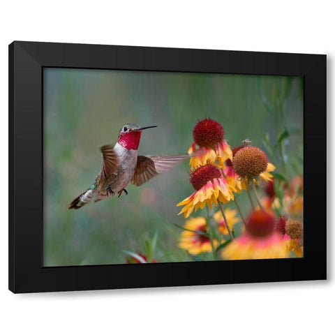 Broad Tailed Hummingbird Black Modern Wood Framed Art Print by Fitzharris, Tim