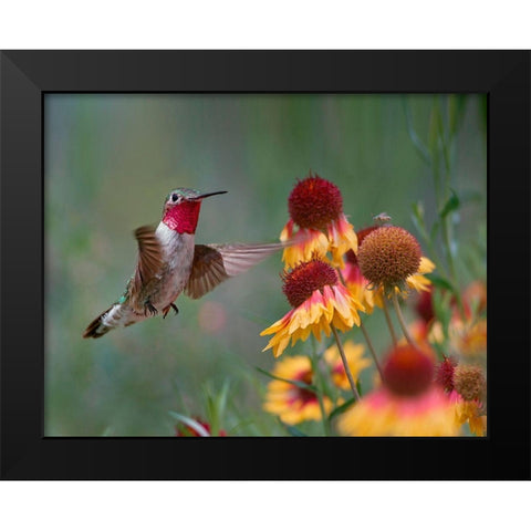 Broad Tailed Hummingbird Black Modern Wood Framed Art Print by Fitzharris, Tim
