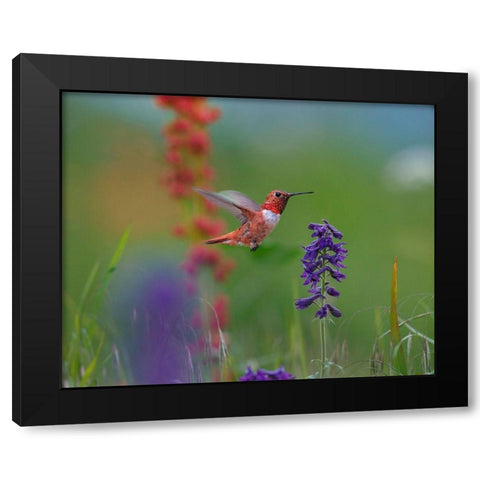 Rufous Hummingbird Black Modern Wood Framed Art Print with Double Matting by Fitzharris, Tim