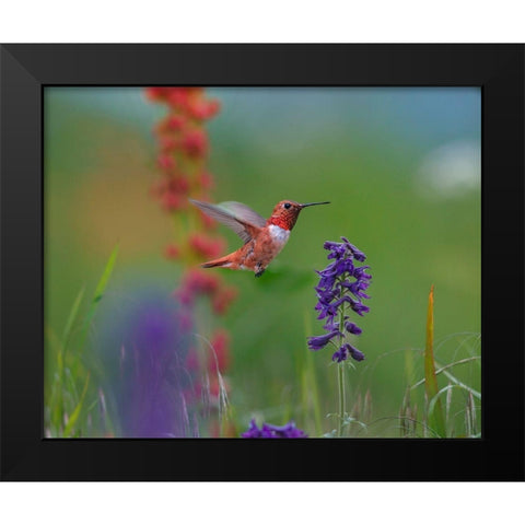 Rufous Hummingbird Black Modern Wood Framed Art Print by Fitzharris, Tim