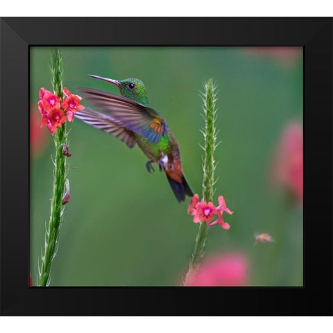 Copper Rumped Humming Bird Black Modern Wood Framed Art Print by Fitzharris, Tim