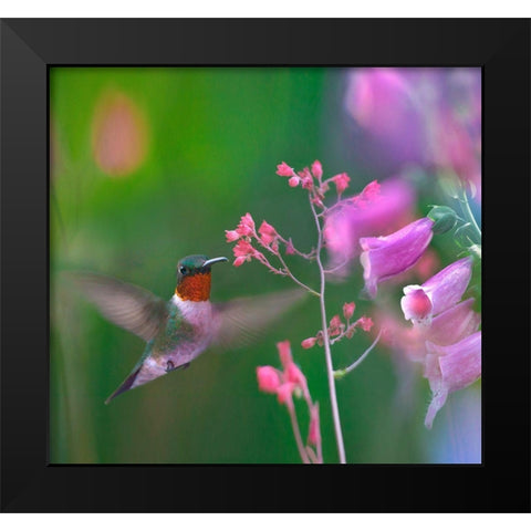 Ruby Throated Hummingbird Black Modern Wood Framed Art Print by Fitzharris, Tim